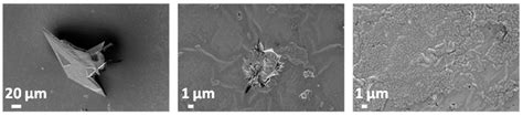 Biodegradation and Antimicrobial Properties of Zinc Oxide–Polymer ...