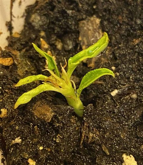 Best Tips for Planting Peach Seeds [Easy Steps]