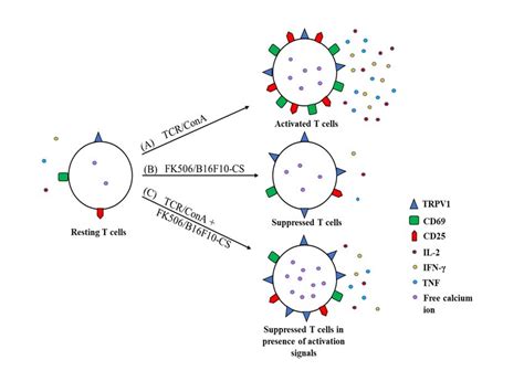 Trpv1structure Illustration 的图像结果
