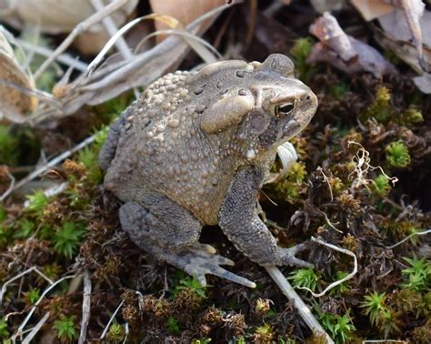 All about frogs and toads – Welcome Wildlife