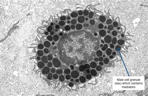 Image result for Mast Cells Explained