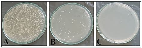 Myco-Synthesized Selenium Nanoparticles as Wound Healing and ...