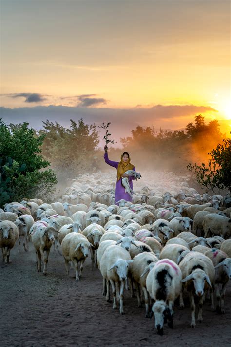 Sheep Herding Definition at Sherry Powers blog