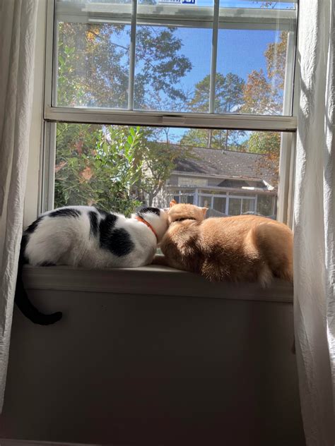 Otis & Cinnamon, brothers from different mothers : r/Bondedpairs