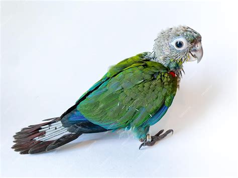 Crimson Bellied Conure