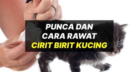 Penjelasan Mengenai Cirit Birit yang Berpanjangan dan Masalah Kaitannya dengan Kentut