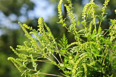 Ragweed Allergy: Symptoms, Causes, and Treatment | YorkTest