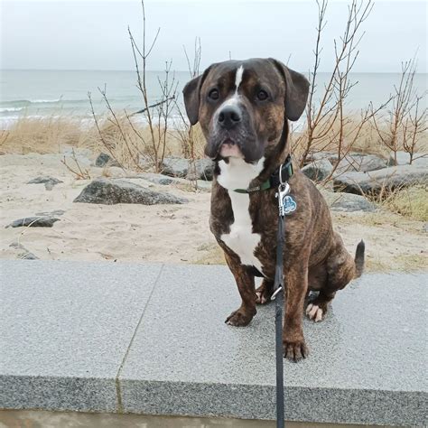 Boxer and Lab Mix 的图像结果