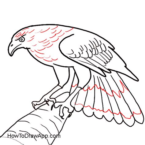 Easy Hawk Drawing | Free download on ClipArtMag