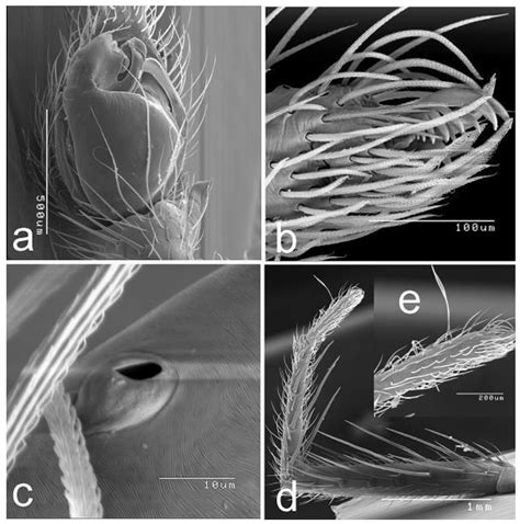 New Species of Toxopsoides (Cycloctenidae: Araneae) from Tasmanian and ...