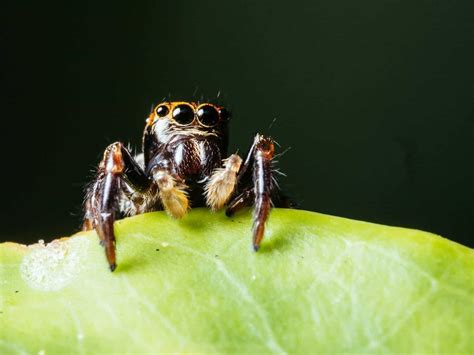How Many Eyes Do Spiders Have? 8 Interesting Facts