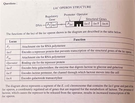 Image result for Lac Operon Table