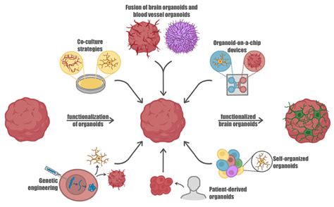Unlocking Neural Function with 3D In Vitro Models: A Technical Review ...