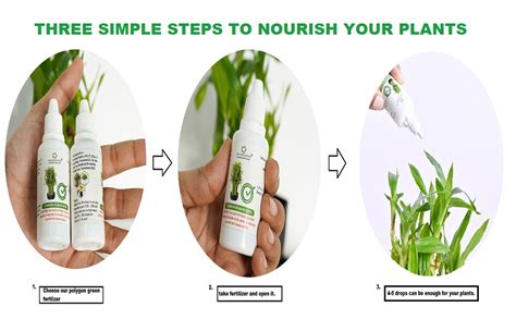 Polygon Green Lucky Bamboo Plant Fertilizer (2 Layer,3 Layer,5 Layer ...