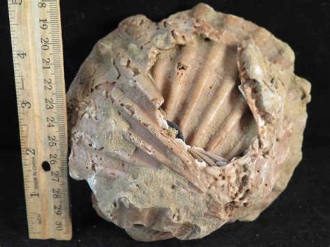 Image result for Round Shell Fossil