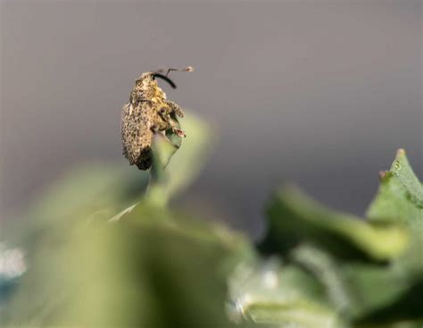 Schädlinge im Raps bekämpfen: Diese 6 Irrtümer müssen Landwirte kennen ...
