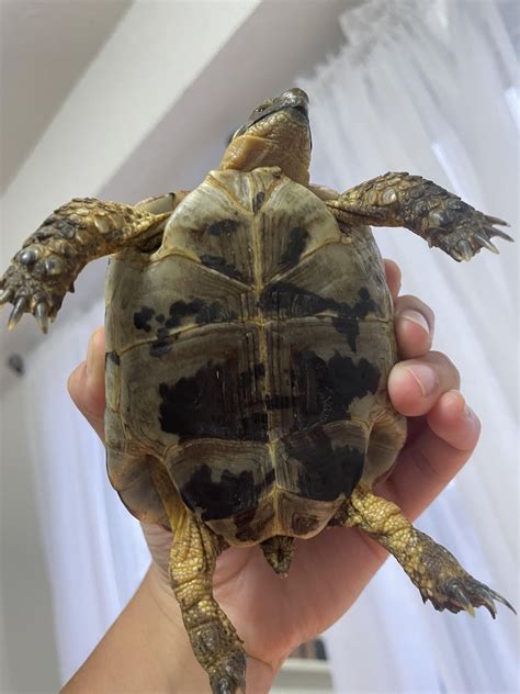 Tortoise Bottom Shell Fell Off 的图像结果