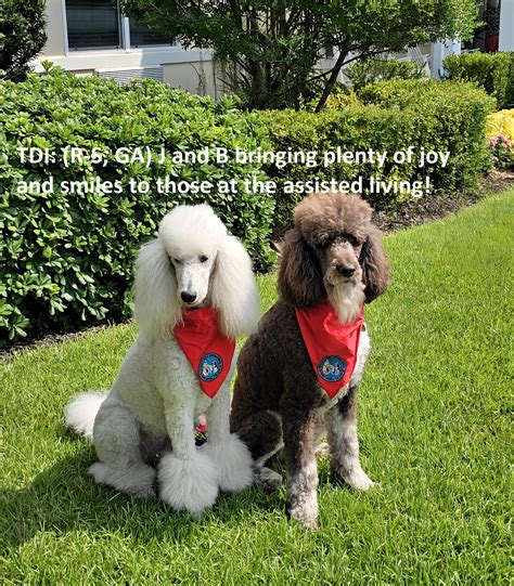 Therapy Dogs International