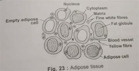 Sketch and labeled adipose connective tissue - Brainly.in