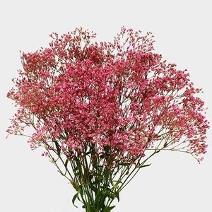 Aywal Gypsophila Gypsy Deep Rose Flower Seed Price in India - Buy Aywal ...