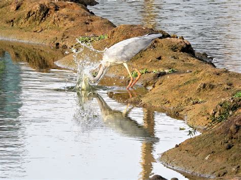 Grey Heron