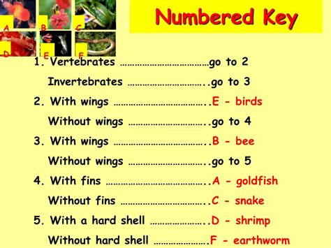 Image result for Identification key Tutorial