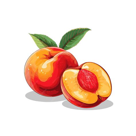 Premium Vector | Peach fruit vector realistic fruit vector illustration