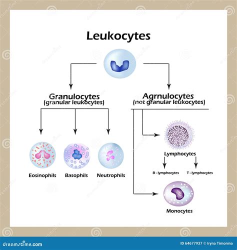 White Blood Cell Drawing Labeled Blood Leukocytes Cells Platelets ...