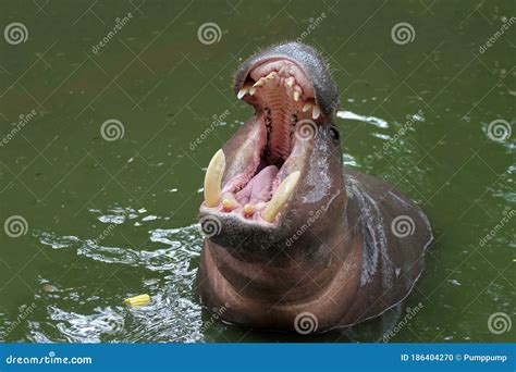 Dwarf Hippopotamus Open Mouth in Water Stock Photo - Image of nature ...