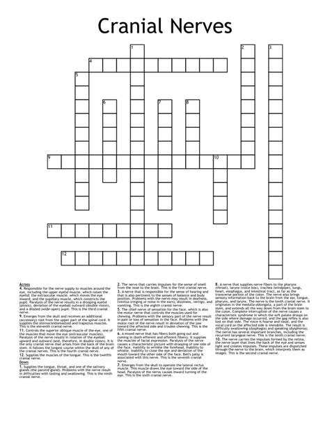 Cranial Nerves Crossword - WordMint