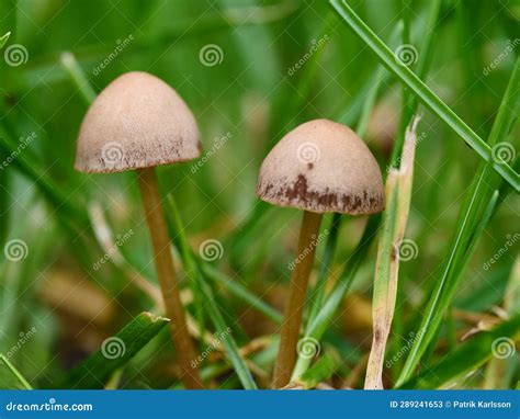 Mushrooms Growing on Your Lawn Stock Image - Image of soil, prairie: 289241653