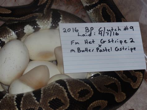 Image result for Ball Python Clutch