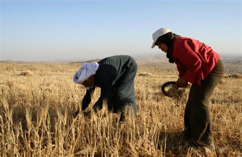 How Small Farms Are Reclaiming Culture in Palestine | NewsClick