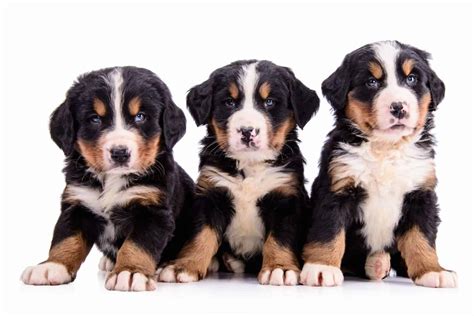 Large dogs: Get beds, grooming gear, toys to suit their size