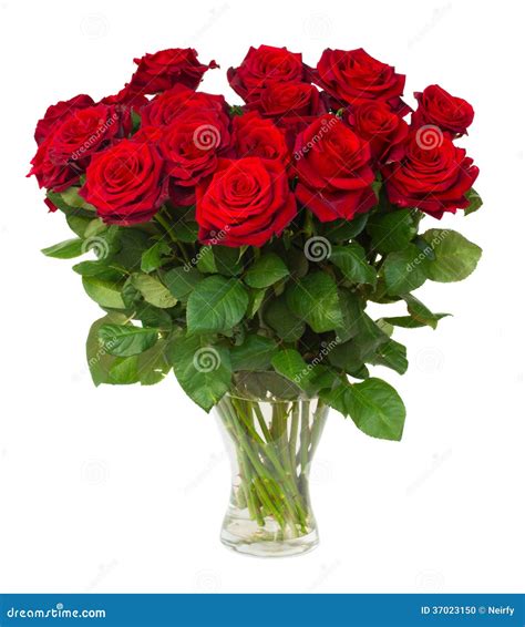 Bouquet of Blossoming Dark Red Roses in Vase Stock Photo - Image of ...