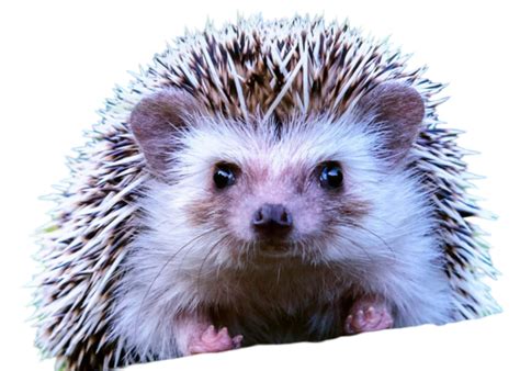 Hedgehog png background (14) - Photo #1257 - BiNps PNG Website