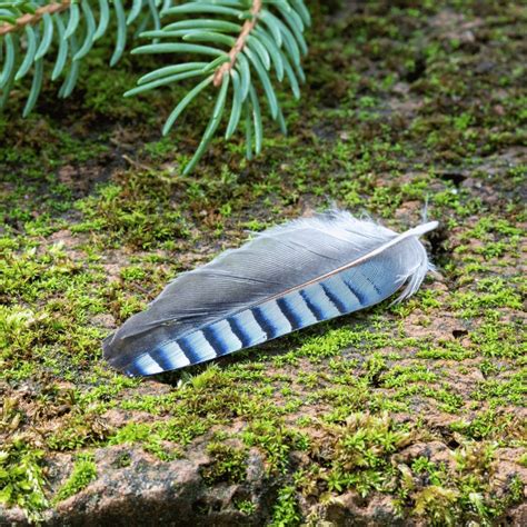 Symbolism of Feathers: Exploring Spiritual and Cultural Meanings - Symbolic Symbols