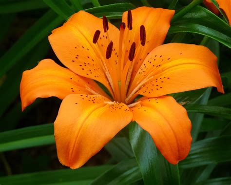 Tiger Lily Varieties at John Moses blog