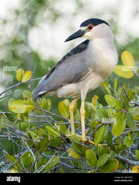 Black Crowned Night Herons