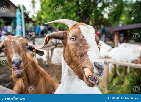 Funny goats eating carrots stock photo. Image of billygoat - 148765814