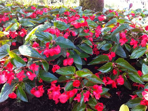 BEGONIA 'Dragon Wing' rouge (pot de 10.5 cm) | Begonia, Piante, Terriccio