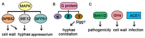 Setosphaeria turcica, the Maize Leaf Blast Pathogen: Current Status and ...