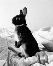 Image result for Cute Animals Bunny