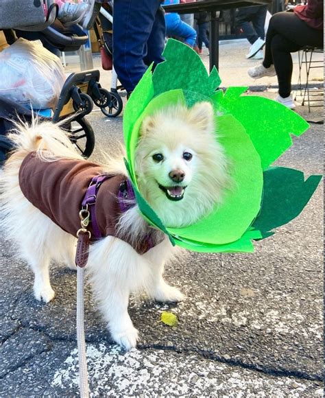 Homemade Female Dog Costumes