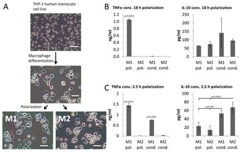IJMS | Special Issue : Head Tissues Regeneration