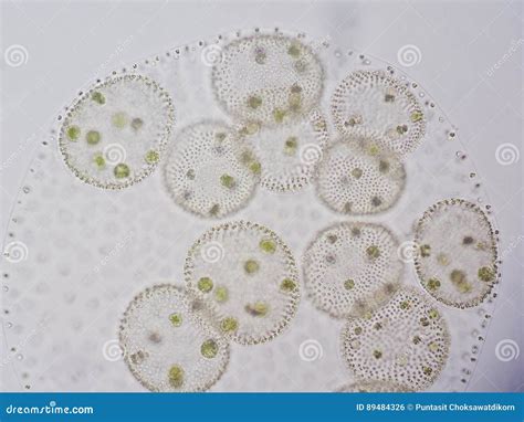 Volvox is Genus of Chlorophyte Green Algae Stock Photo - Image of micro, botany: 89484326