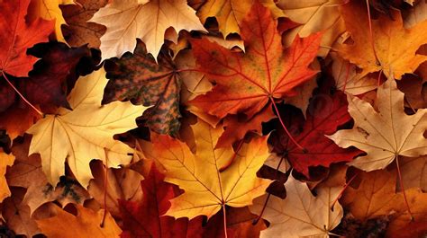 All Kinds Of Autumn Leaves Are Shown Background, Fall Leaves Picture ...