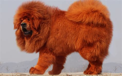 Tibetan Mastiff Wallpapers - Top Free Tibetan Mastiff Backgrounds ...