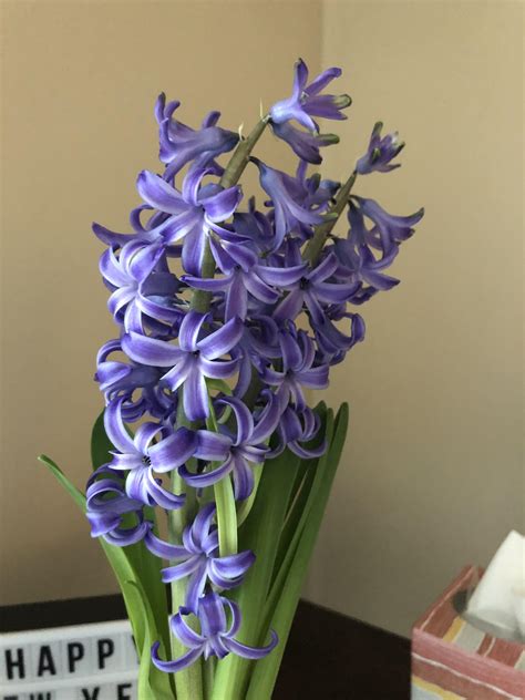 My Aldi hyacinth in bloom. It smells amazing! : r/aldi - what is the smell of hyacinth