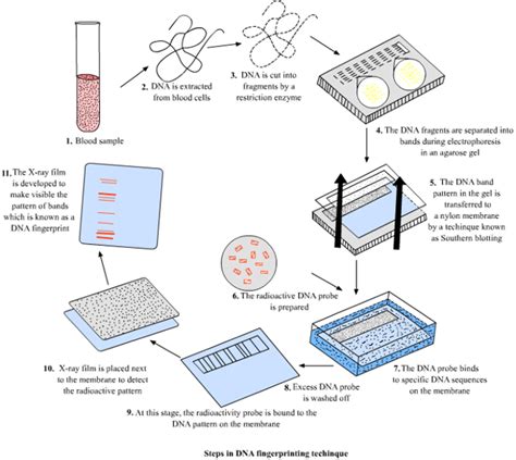 Image result for DNA Fingerprinting Graph